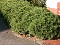 Сосна горная "Pumilio" (Контейнер 0,5л)