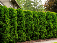 Туя западная "Holmstrup" (Контейнер 0,5л.)