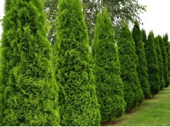 Туя западная "Smaragd" (Контейнер 0,5л.)