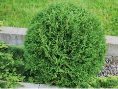 Туя западная "Tinny Tim" (Контейнер 1,5л.)