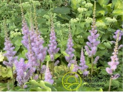 Астильба китайская "Pumila" (Контейнер 1,5л.)