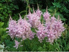 Астильба гибридная "Vanessa" (Контейнер 3,0л.)