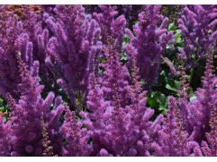 Астильба китайская "Black Pearls" (Контейнер 2,0л.)