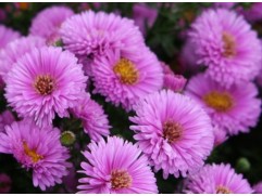 Астра ново-бельгийская "Patricia Ballard" (Контейнер 2.0л)