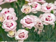 Гвоздика перистая "Angel of Virtue" (Контейнер 1,5л.)