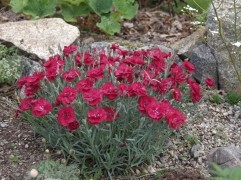 Гвоздика серовато-голубая "Bombardier" (Контейнер 1,5л.)