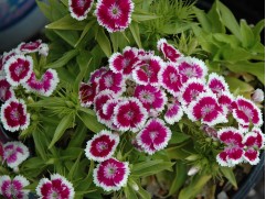 Гвоздика турецкая "Barbarini Purple Bicolor" (Контейнер 1,0л.)