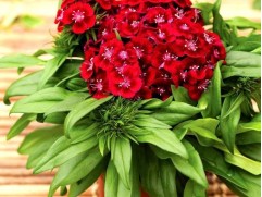 Гвоздика турецкая "Barbarini Red" (Контейнер 1,0л.)