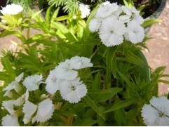 Гвоздика турецкая "Barbarini White" (Контейнер 1,0л.)