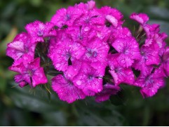 Гвоздика турецкая "Barbarini Rose" (Контейнер 1,5л)