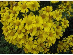 Гелениум гибридный "Sombrero" (Контейнер 2,0л.)