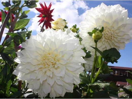 Георгина многолетняя "Fleurel" (Контейнер 3,0л.) Георгина многолетняя "Fleurel" (Контейнер 3,0л.)