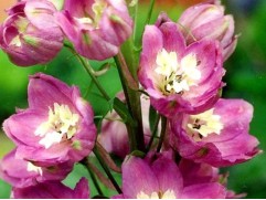 Дельфиниум тихоокеанский "Astolat" (Контейнер 1,0л.)