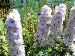 Дельфиниум "Delphi's Moonlight" (Контейнер 3,0л.)