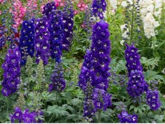 Дельфиниум "Magic Fountains Dark Blue White Bee" (Контейнер 1,0л.)