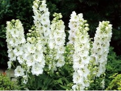 Дельфиниум "Magic Fountains Pure White"