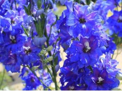 Дельфиниум "Atlantis" (Контейнер 2,0л)