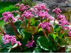 Бадан сердцелистный (Контейнер 2,0л.)