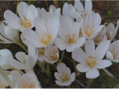 Безвременник "Album" (Контейнер 1,0л)