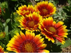 Гайлардия крупноцветковая "SpinTop™ Red Starburst" (Контейнер 1,5л.)