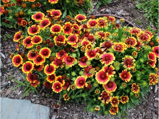 Гайлардия крупноцветковая "SpinTop™ Yellow Touch" (Контейнер 1,5л.) Гайлардия крупноцветковая "SpinTop™ Yellow Touch" (Контейнер 1,5л.)