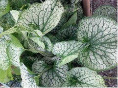 Бруннера крупнолистная "Alexander's Great" (Контейнер 2,0л.)