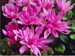 Безвременник "Waterlily" (Контейнер 1,0л)