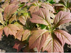 Роджерсия "Braunlaub" (Контейнер 2,0л.)