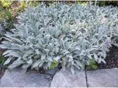 Стахис шерстистый "Silver Carpet" (Контейнер 2,0л.)