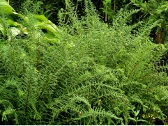 Кочедыжник женский "Victoriae" (Контейнер 2,0л)