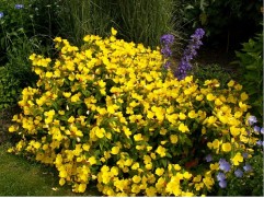 Энотера четырехугольная (Контейнер 1,5л.)