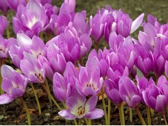 Безвременник "Giant" (Контейнер 1,0л)