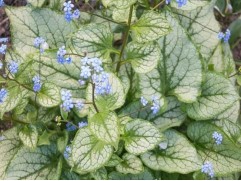 Бруннера крупнолистная "Macrophylla" (Контейнер 2,0л.)