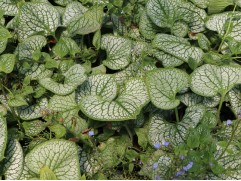 Бруннера крупнолистная "Sea Heart" (Контейнер 2,0л.)