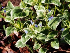 Бруннера крупнолистная "Variegata" (Контейнер 2,0л.)