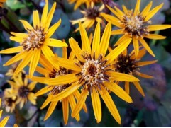 Бузульник зубчатый "Britt-Marie Crawford" (Контейнер 2,0л.)