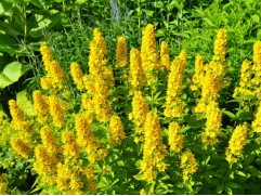 Вербейник точечный "Hometown Hero" (Контейнер 1,5л.)