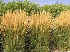 Вейник остролистный "Overdam" (Контейнер 2,0л)