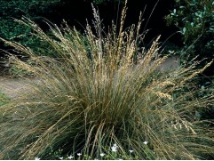 Щучка дернистая "Bronzeschleier" (Контейнер 2,0л.)