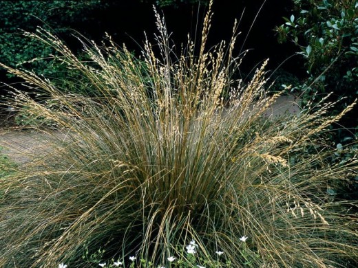 Щучка дернистая "Bronzeschleier" (Контейнер 2,0л.) Щучка дернистая "Bronzeschleier" (Контейнер 2,0л.)