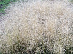 Щучка дернистая "Palava" (Контейнер 1,5л.)