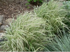 Вейник остроцветковый "Overdam" (Контейнер 2,0л.)