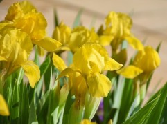 Ирис карликовый "Path of Gold" (Контейнер 2,0л.)