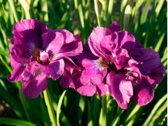 Ирис сибирский "Bundle of Joy" (Контейнер 2,0л.)