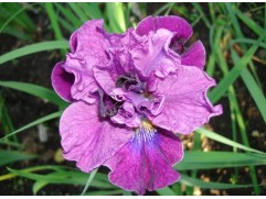 Ирис сибирский "Bundle of Joy" (Контейнер 3,0л.)