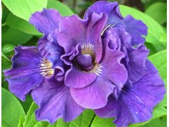 Ирис сибирский "Concord Crush" (Контейнер 3,0л.)