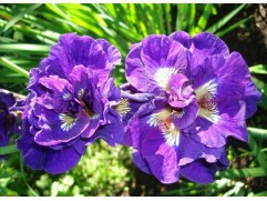 Ирис сибирский "Kaboom" (Контейнер 3,0л.)