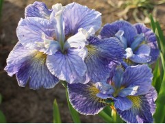 Ирис сибирский "Magnetism" (Контейнер 2,0л)