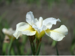 Ирис сибирский "Moon Silk" (Контейнер 3,0л.)