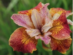 Ирис сибирский "Paprikash" (Контейнер 2,0л.)